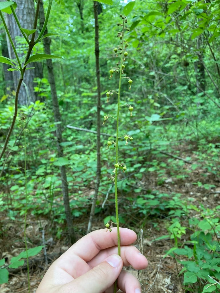 American alum-root (Heuchera americana var. hirsuticaulis)