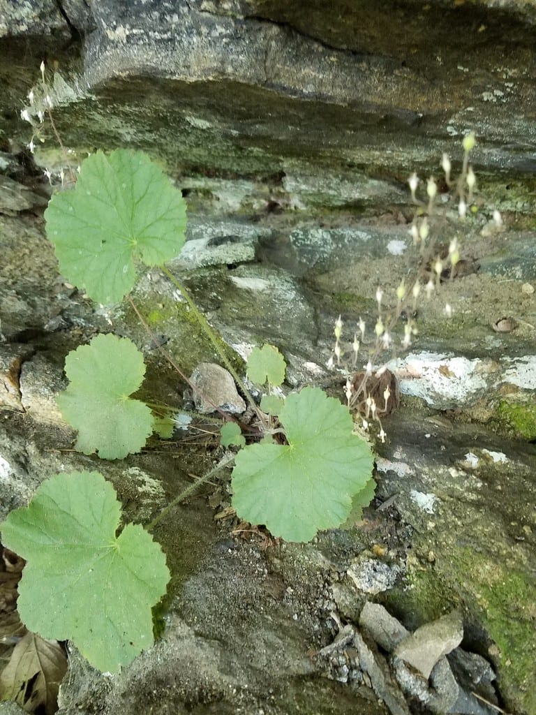 Littleflower alumroot (Heuchera parviflora var. parviflora)