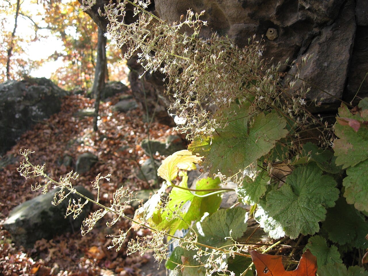 Littleflower alumroot (Heuchera parviflora)