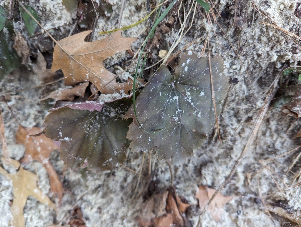 Richardson's alumroot (Heuchera richardsonii)