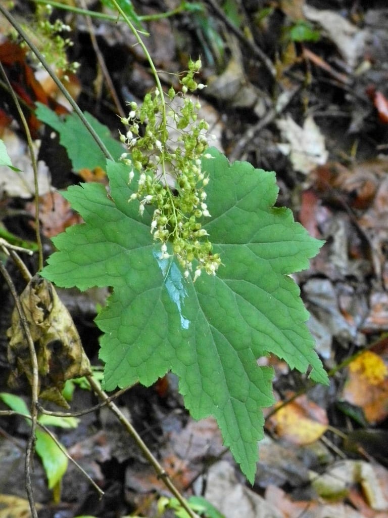 Hairy alumroot (Heuchera villosa var. villosa)