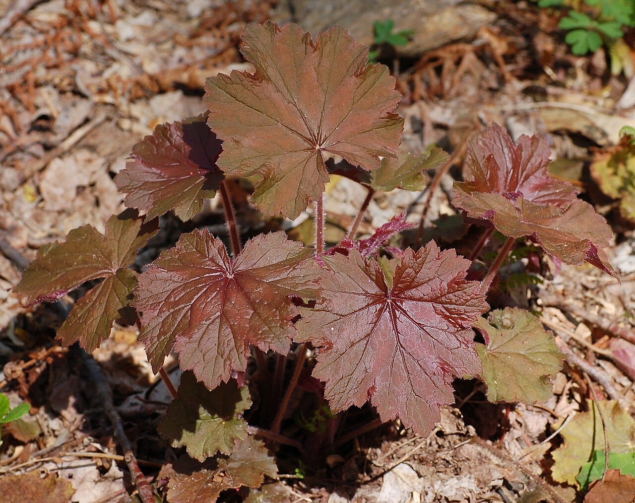 Hairy alumroot (Heuchera villosa)