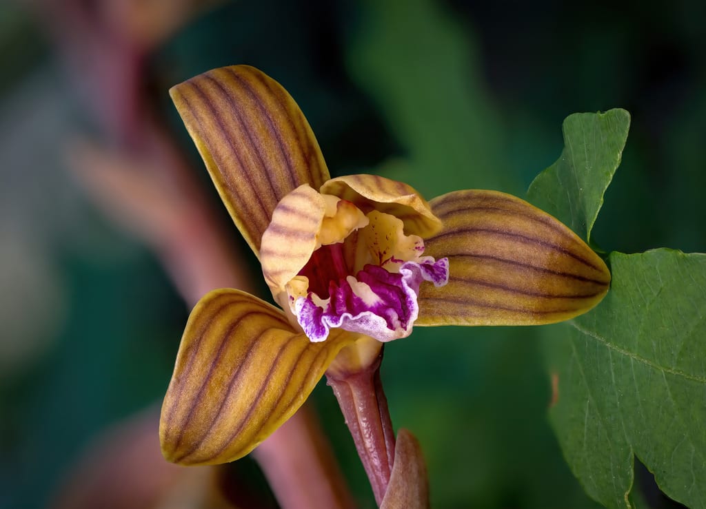 Spiked crested coralroot (Hexalectris spicata var. spicata)