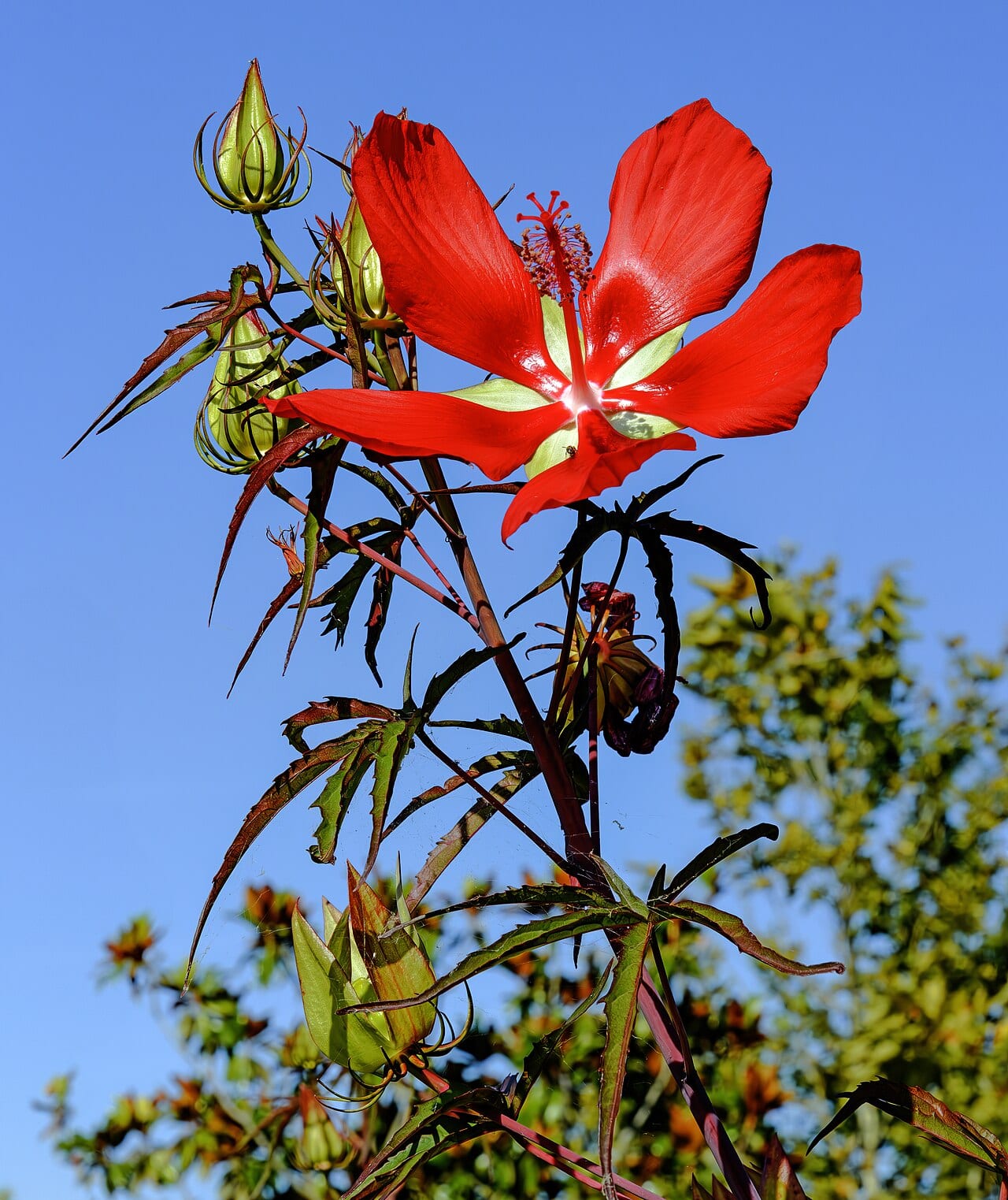 Scarlet rosemallow (Hibiscus coccineus)