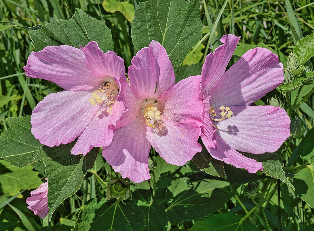 Crimson-eyed rose-mallow (Hibiscus moscheutos)
