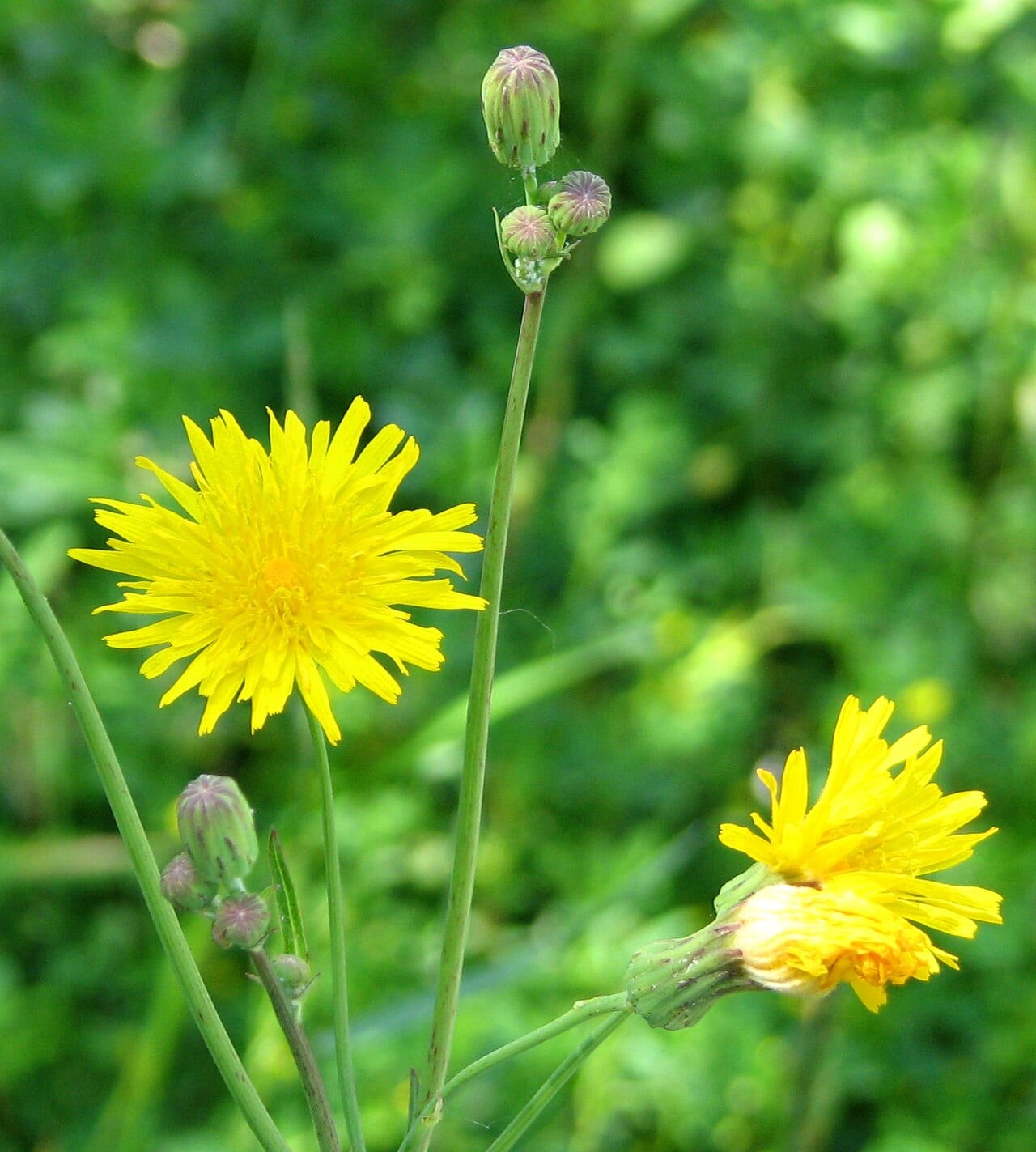 Canadian hawkweed (Hieracium canadense)