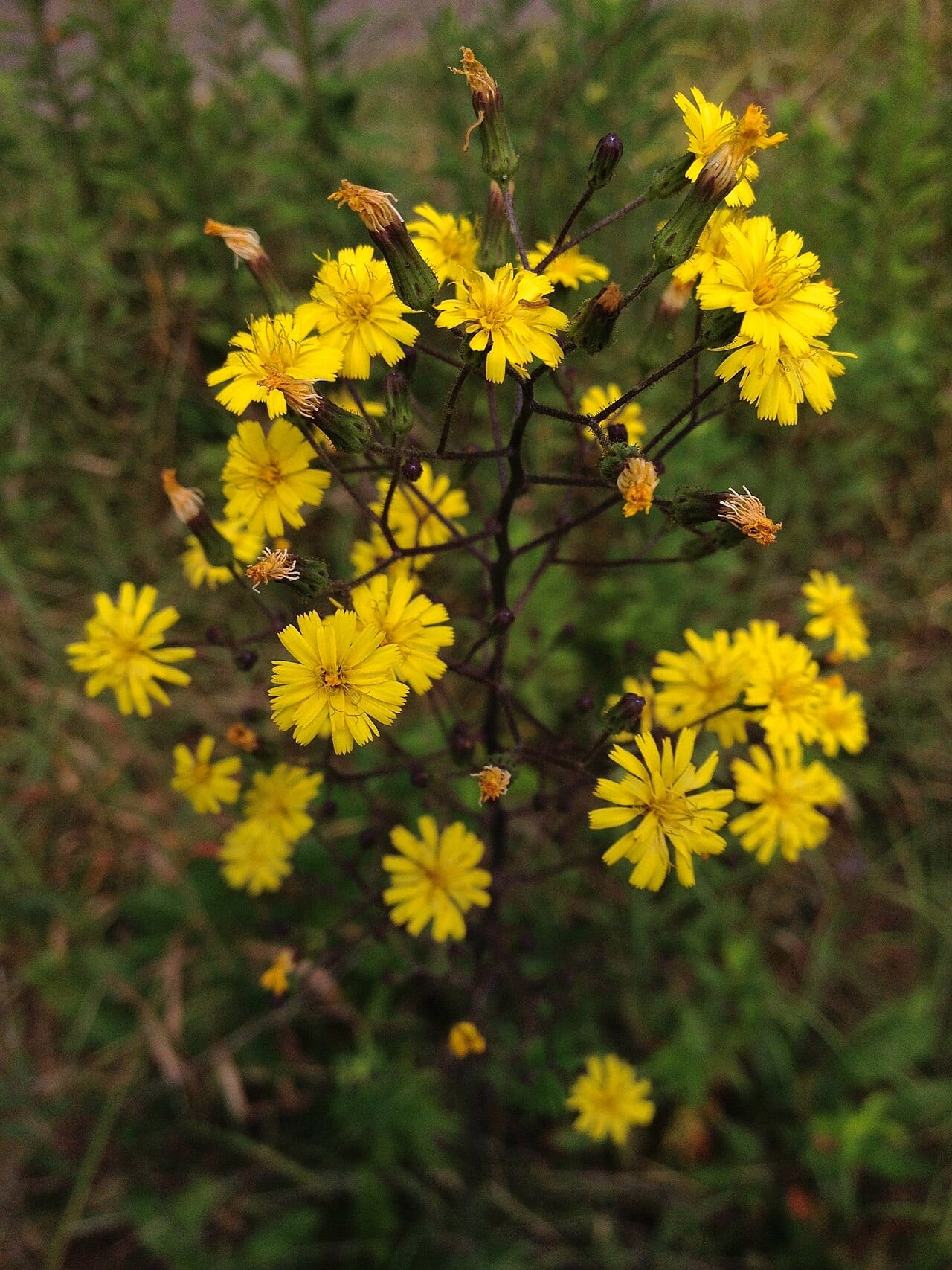Queendevil (Hieracium gronovii)