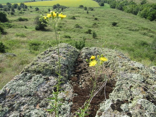 Canadian hawkweed (Hieracium kalmii var. fasciculatum)