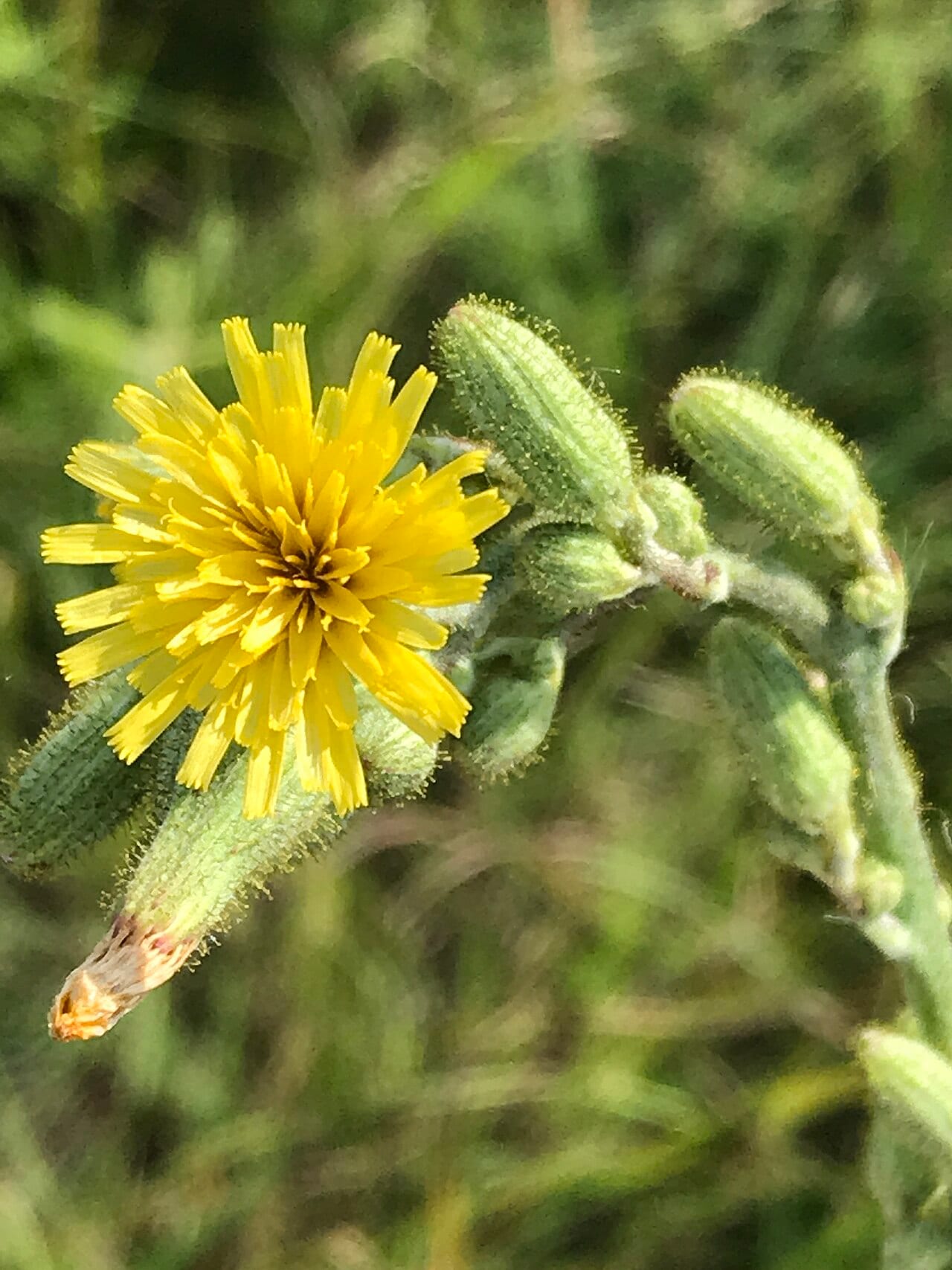 Hairy hawkweed (Hieracium longipilum)