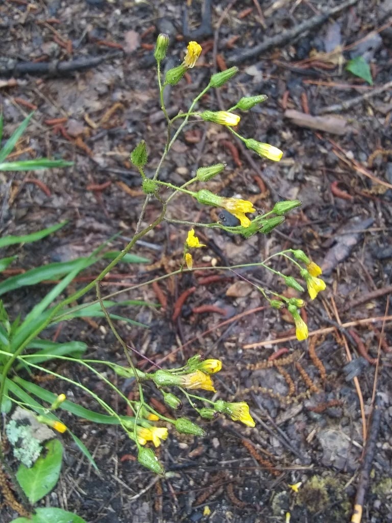 Maryland hawkweed (Hieracium marianum)