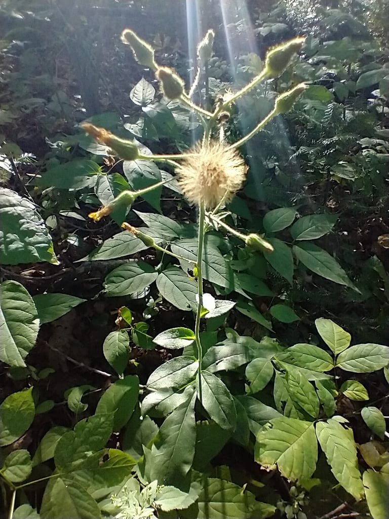 Rough hawkweed (Hieracium scabrum var. intonsum)