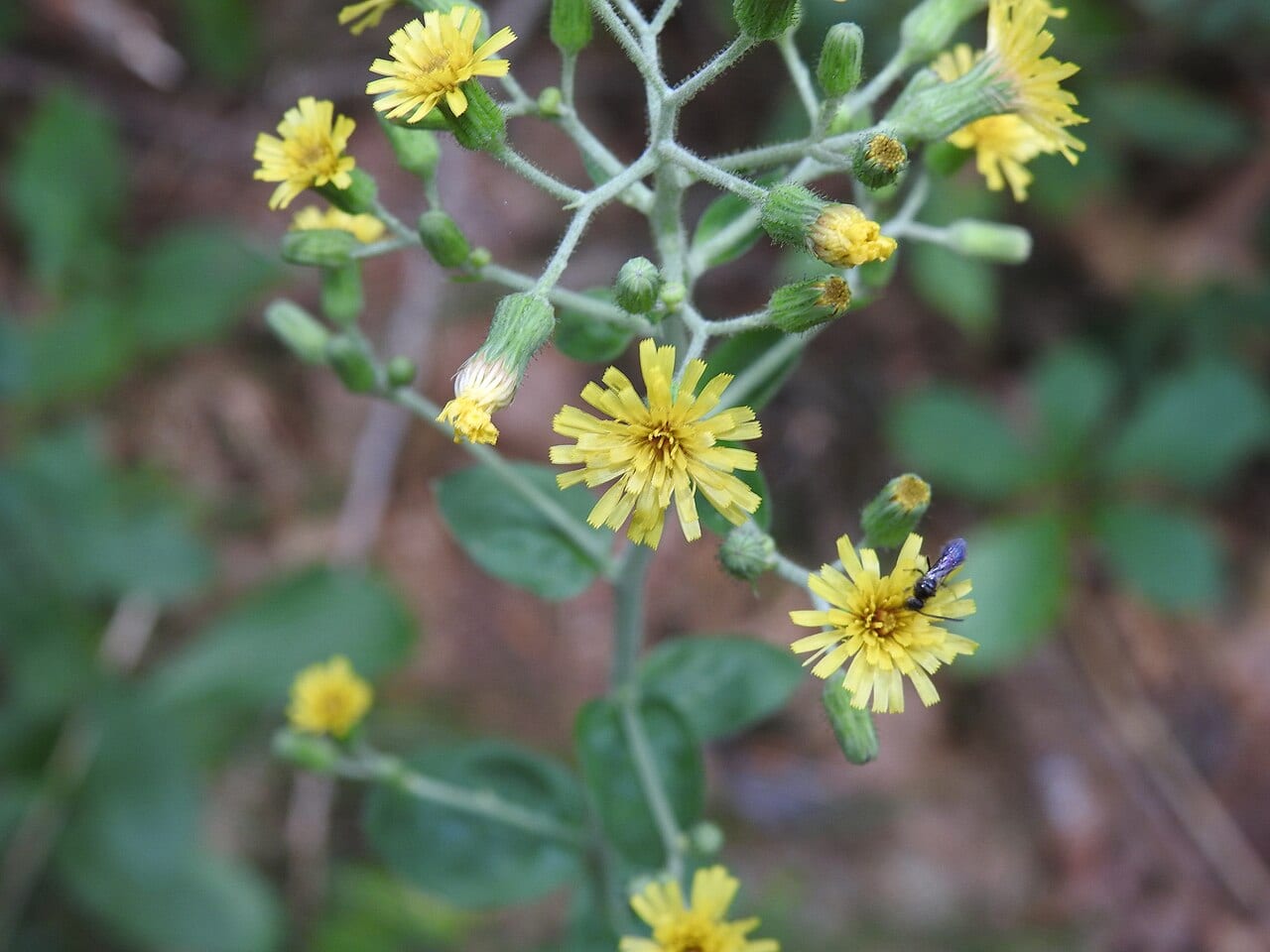 Rough hawkweed (Hieracium scabrum)