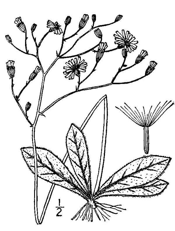 Rattlesnakeweed (Hieracium venosum)