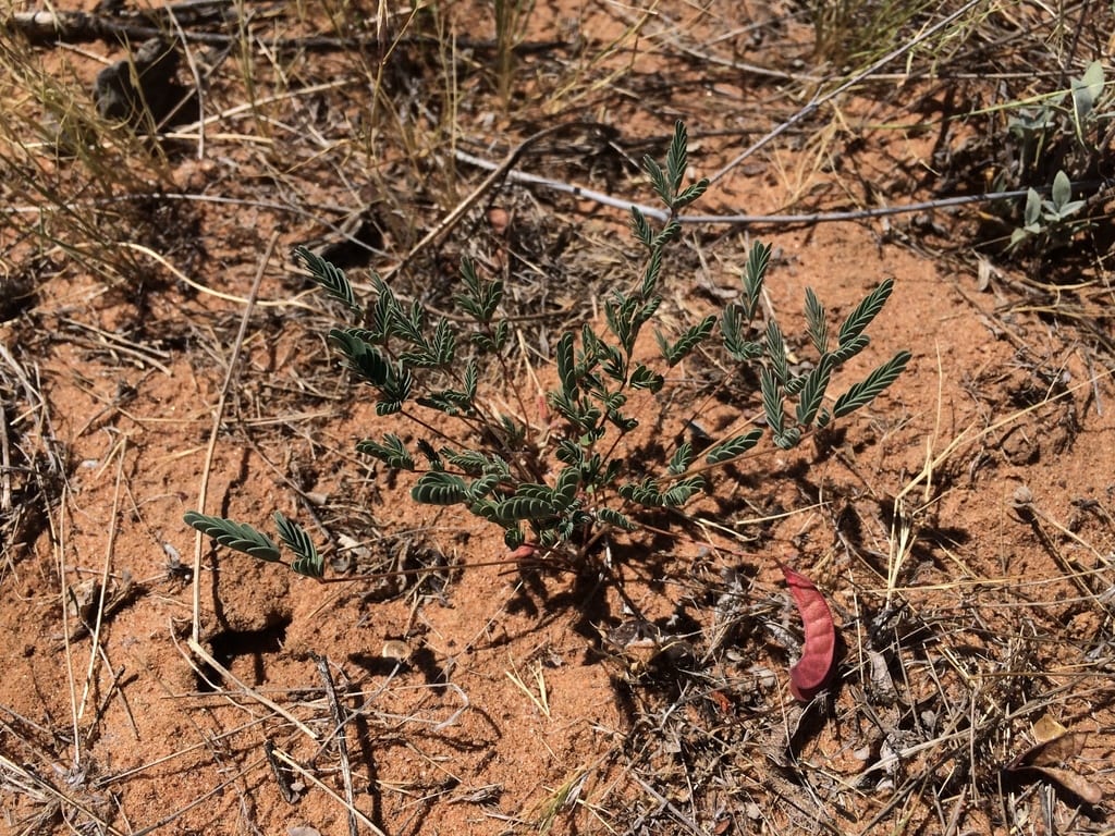 Sicklepod holdback (Hoffmannseggia drepanocarpa)
