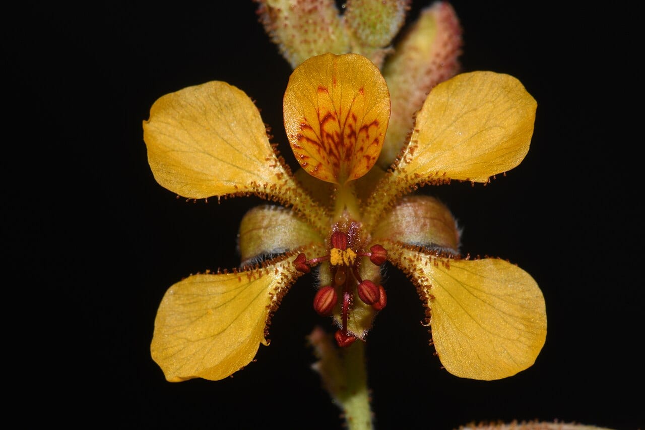 Indian rushpea (Hoffmannseggia glauca)