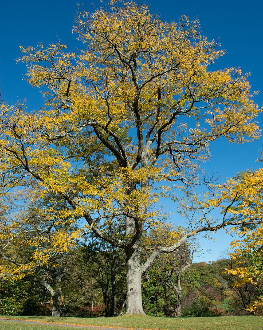 Honey Locust (Gleditsia triacanthos) — fine pinnate foliage and broad open crown