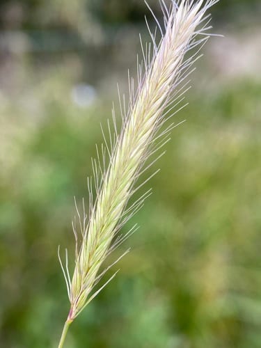 Meadow barley (Hordeum brachyantherum ssp. brachyantherum)
