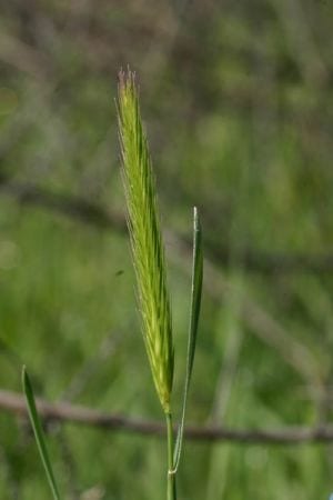 Meadow barley (Hordeum brachyantherum)