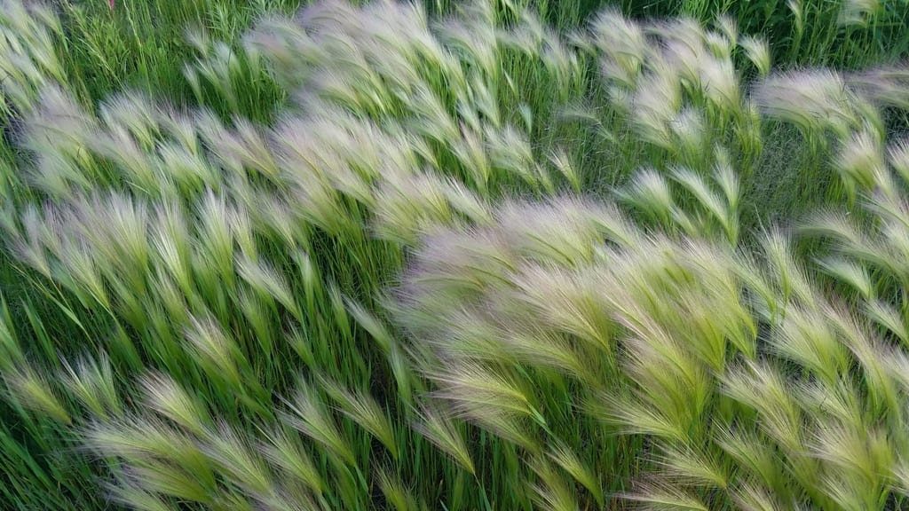 Foxtail barley (Hordeum jubatum ssp. intermedium)