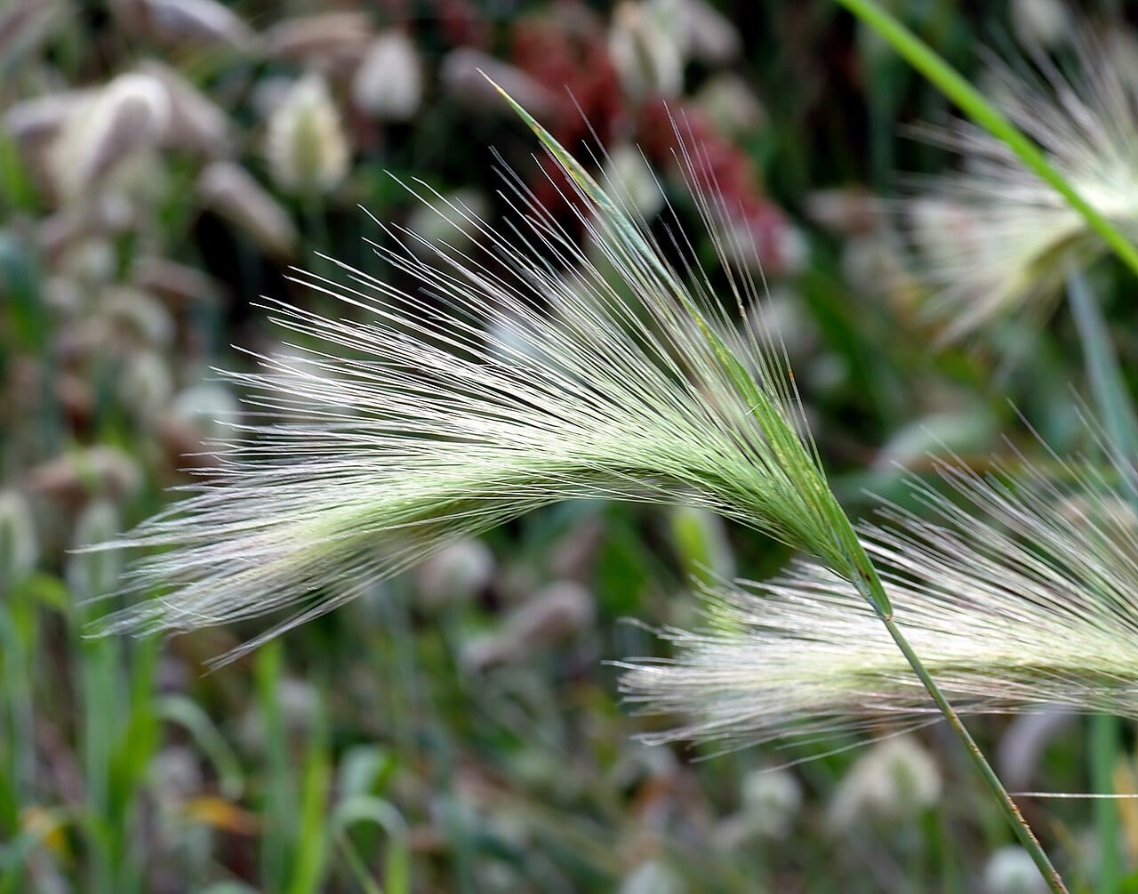 Foxtail barley (Hordeum jubatum)
