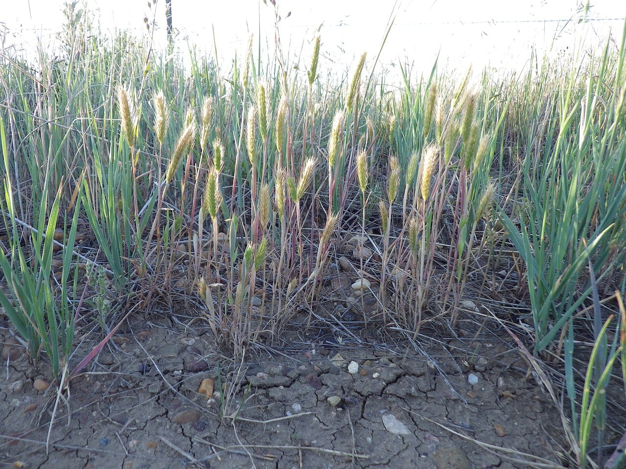 Little barley (Hordeum pusillum)