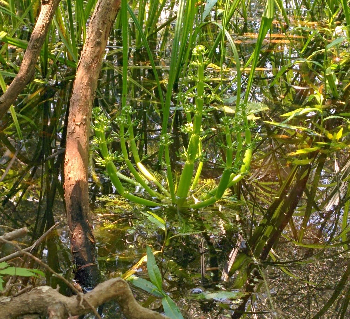 American featherfoil (Hottonia inflata)