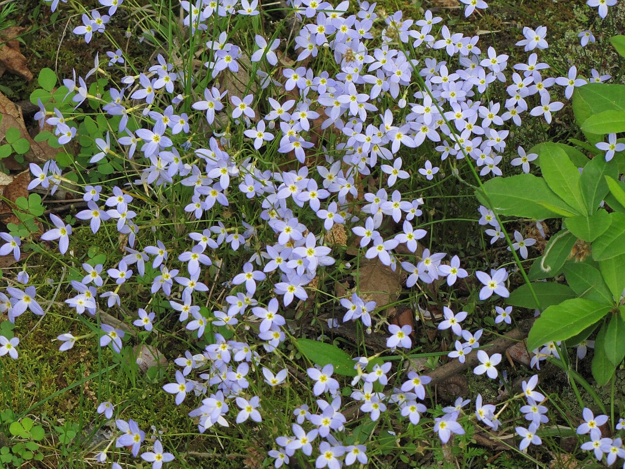 Azure bluet (Houstonia caerulea)
