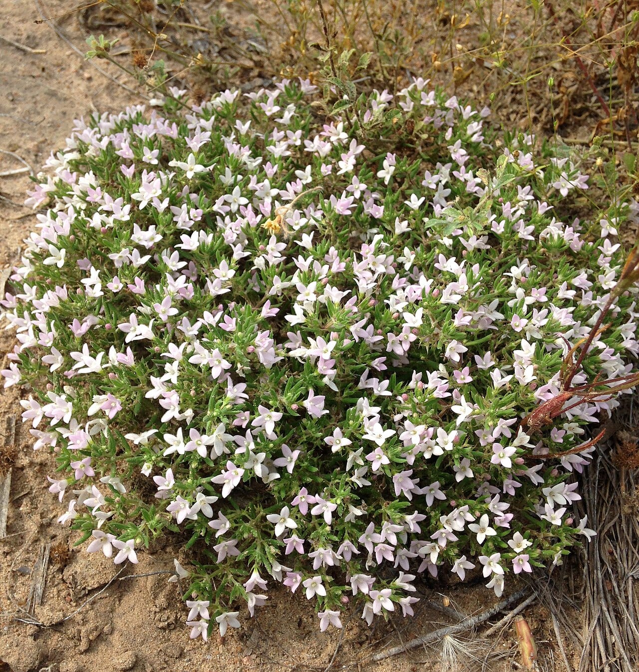 Matted bluet (Houstonia humifusa)