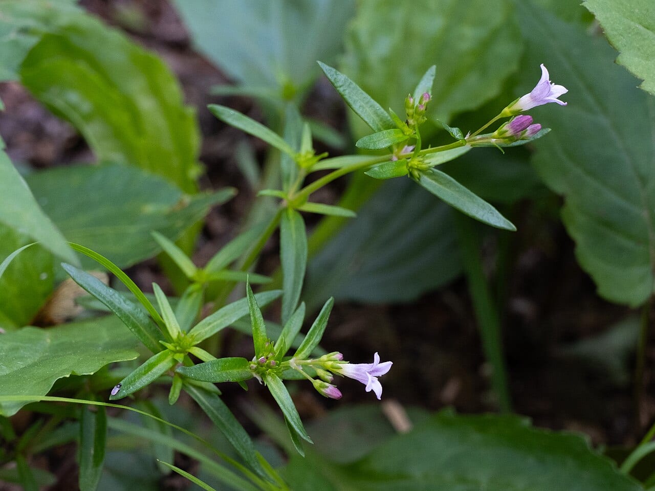 Longleaf summer bluet (Houstonia longifolia)
