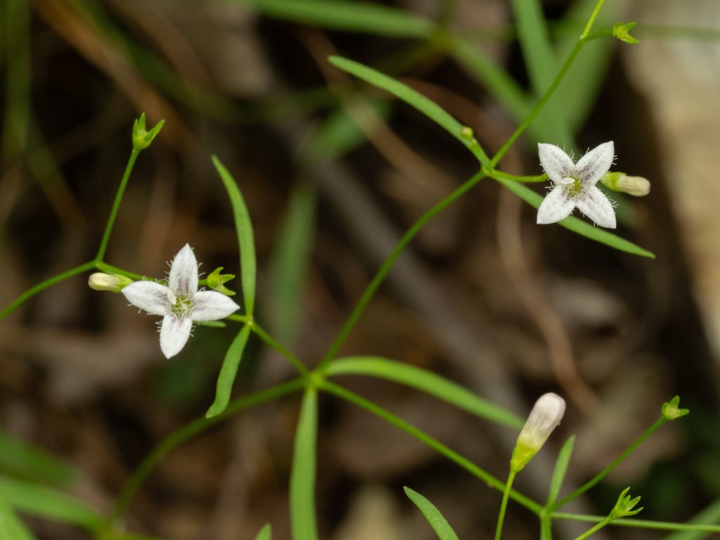 Ouachita bluet (Houstonia ouachitana)