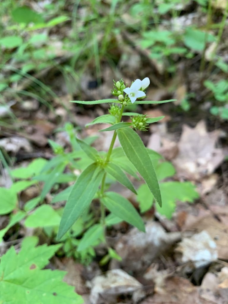 Venus' pride (Houstonia purpurea var. purpurea)
