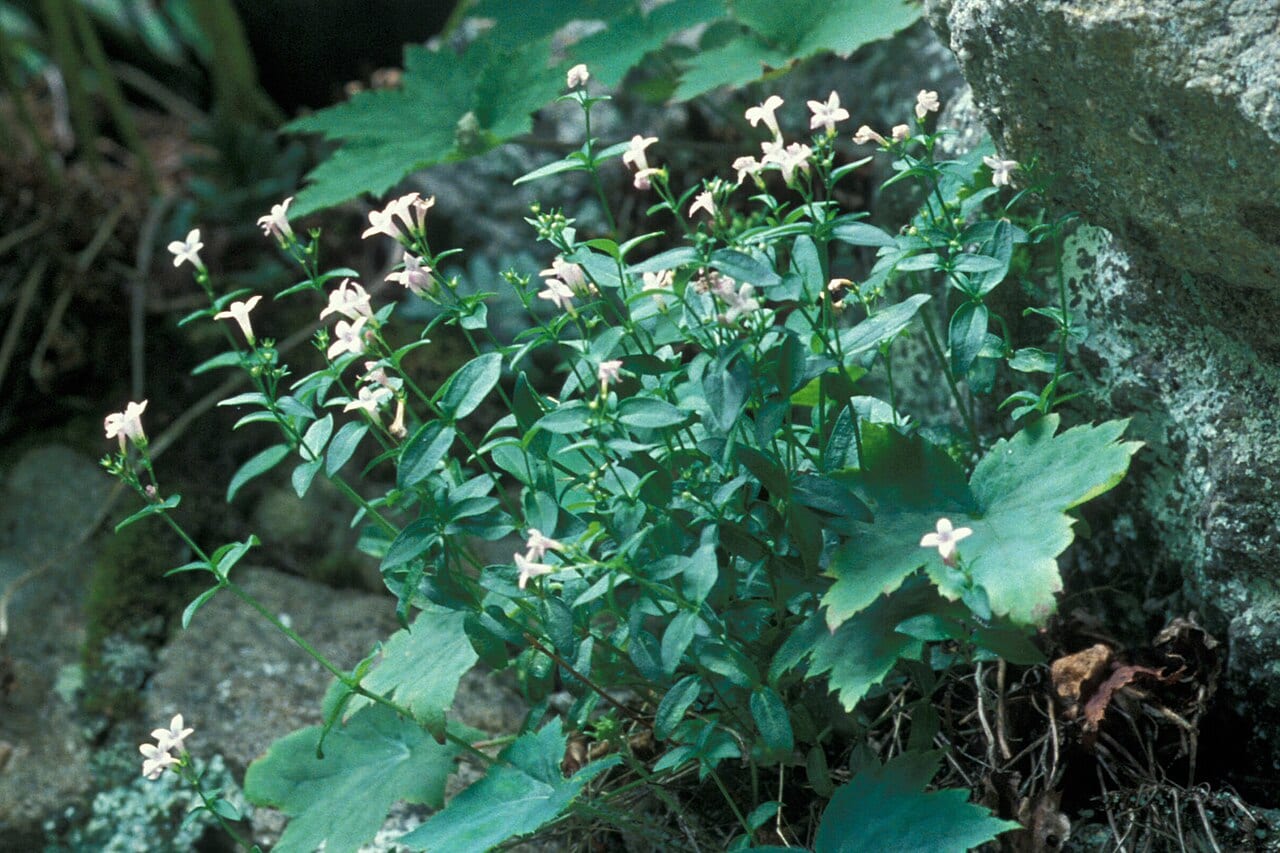 Venus's pride (Houstonia purpurea)