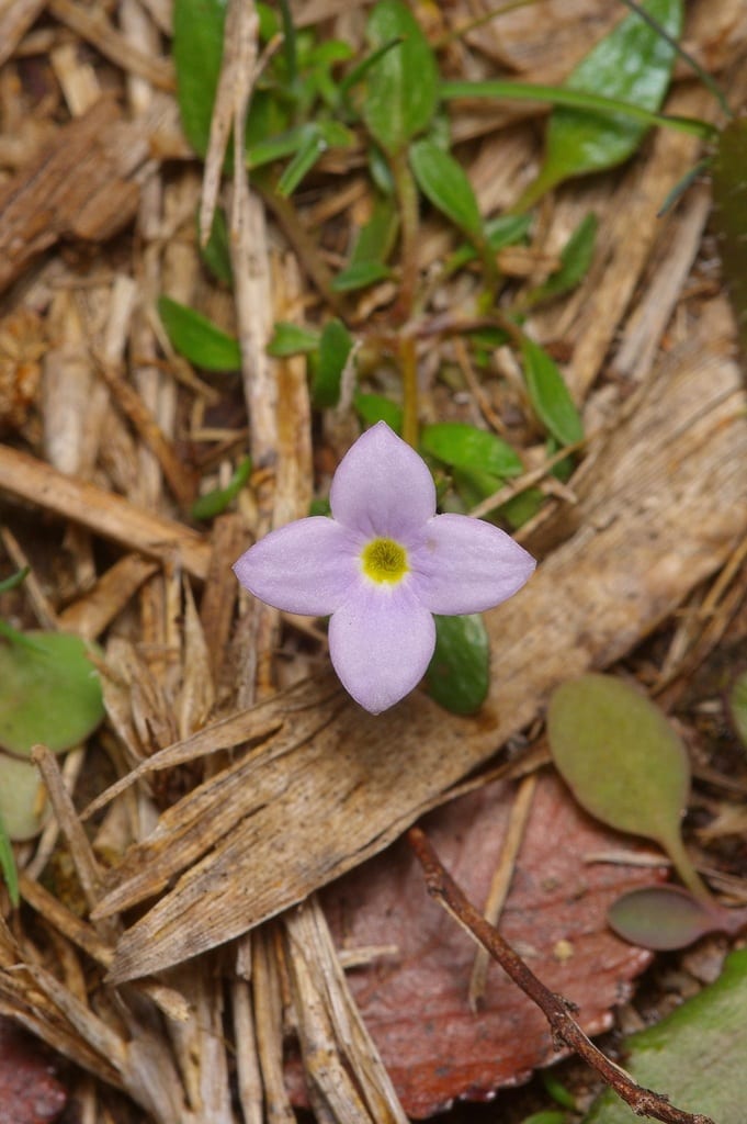 Rose bluet (Houstonia rosea)