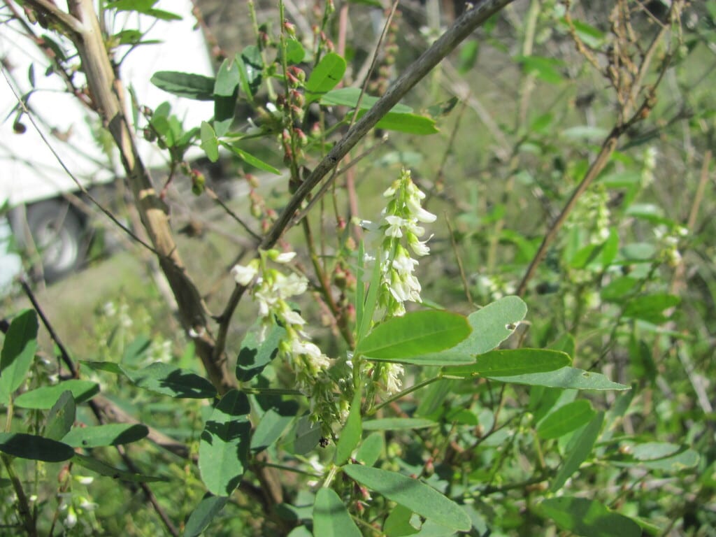 Bartley's clubmoss (HUBA)