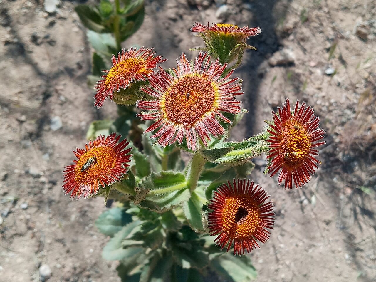 Redray alpinegold (Hulsea heterochroma)