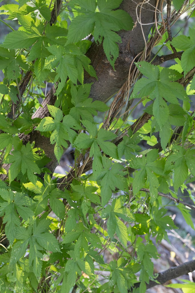 Common hop (Humulus lupulus var. neomexicanus)