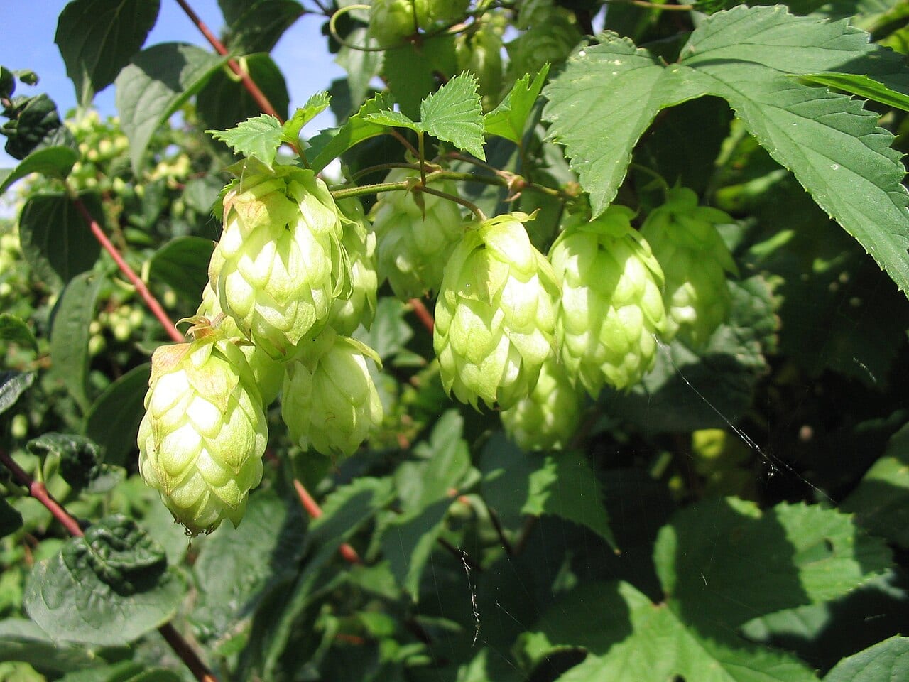 Common hop (Humulus lupulus var. pubescens)