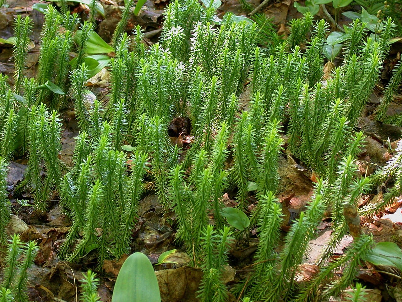 Shining firmoss (Huperzia lucidula)