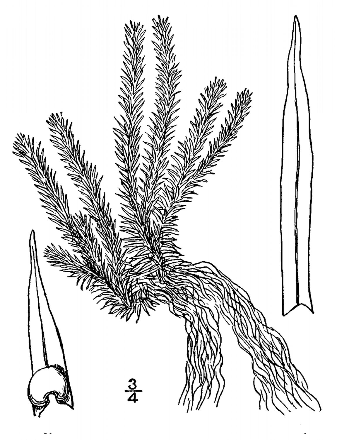 Rock clubmoss (Huperzia porophila)