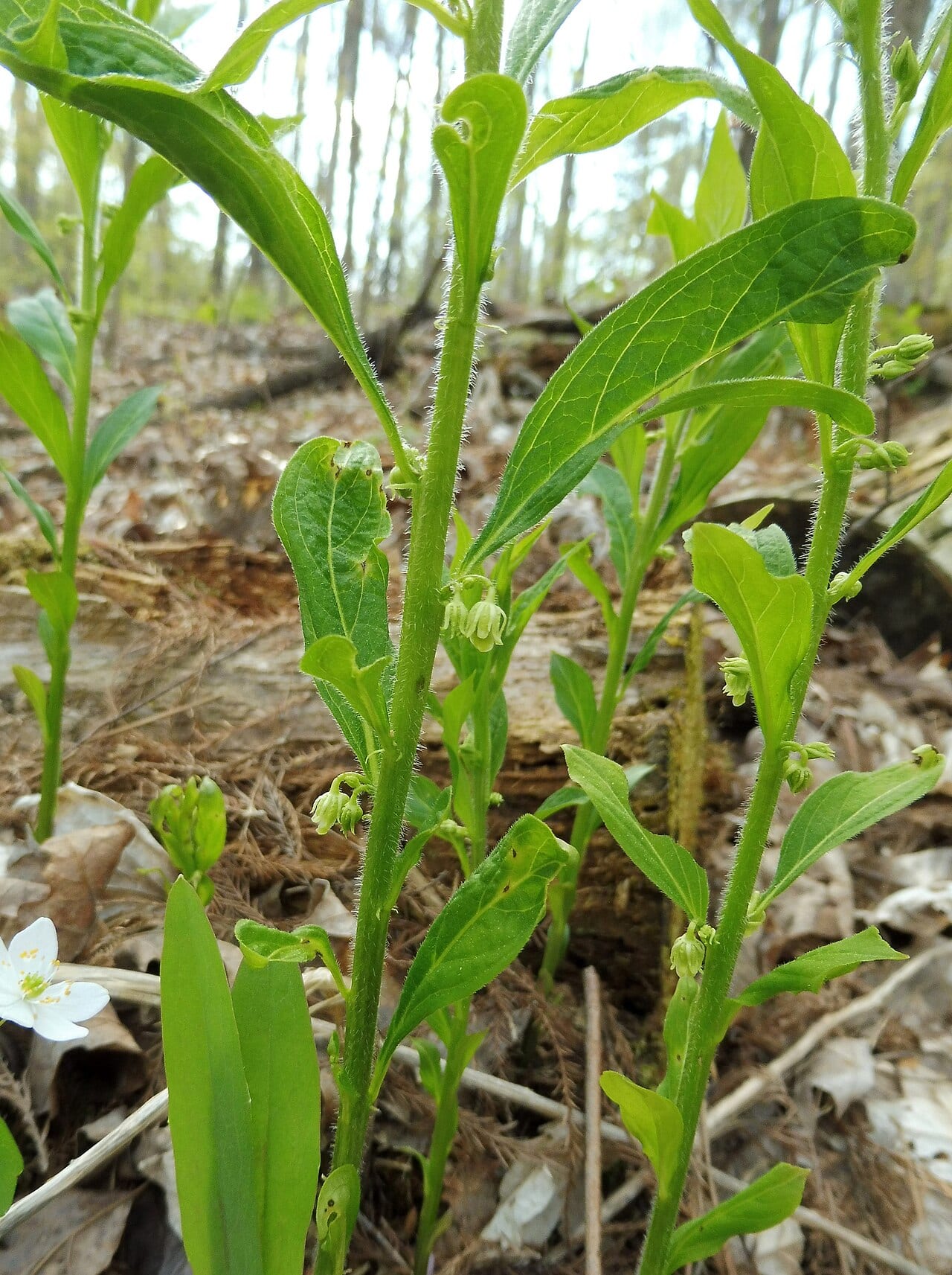 Eastern greenviolet (Hybanthus concolor)