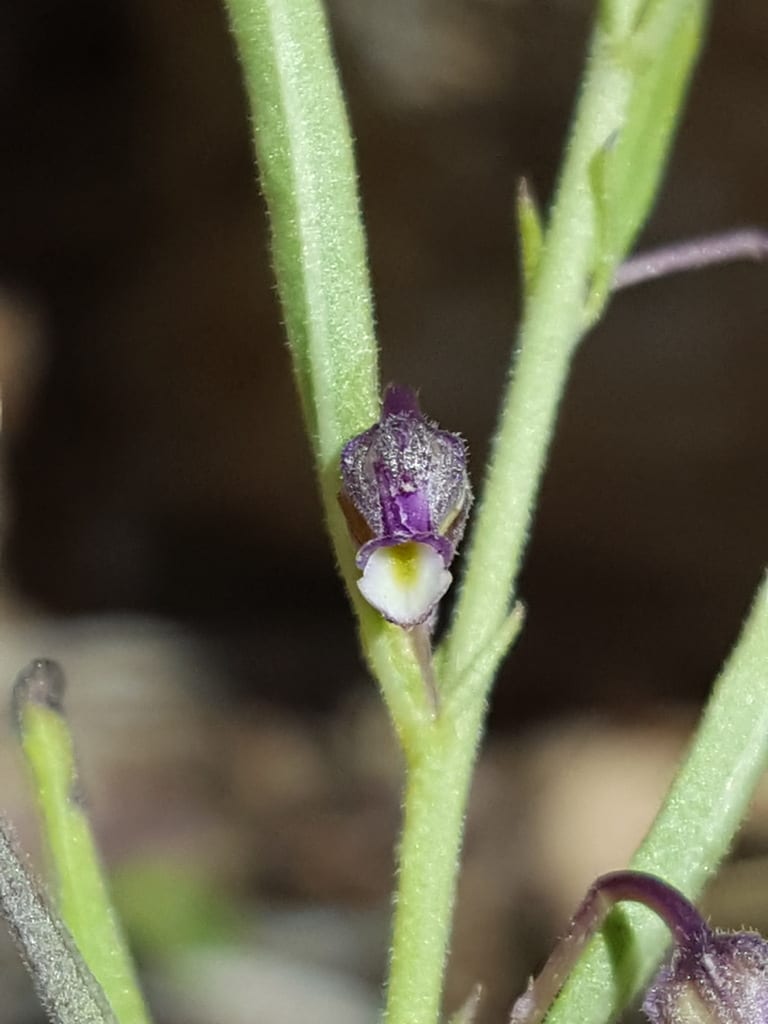 Babyslippers (Hybanthus verticillatus)