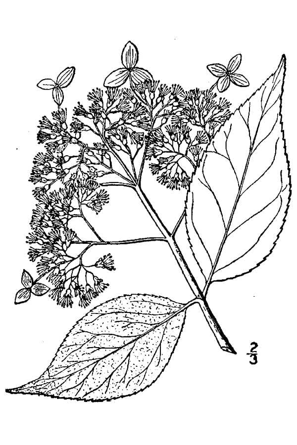Ashy hydrangea (Hydrangea cinerea)