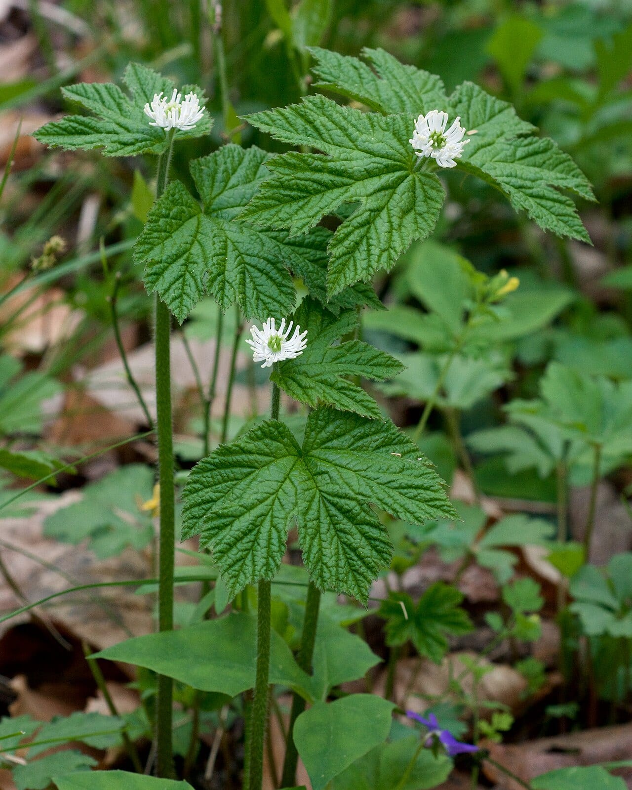 Goldenseal (Hydrastis canadensis)