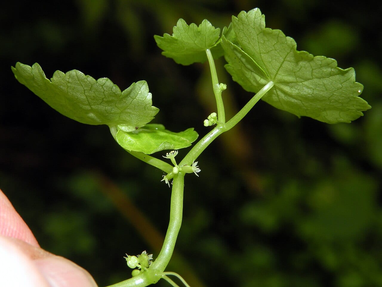 American marshpennywort (Hydrocotyle americana)