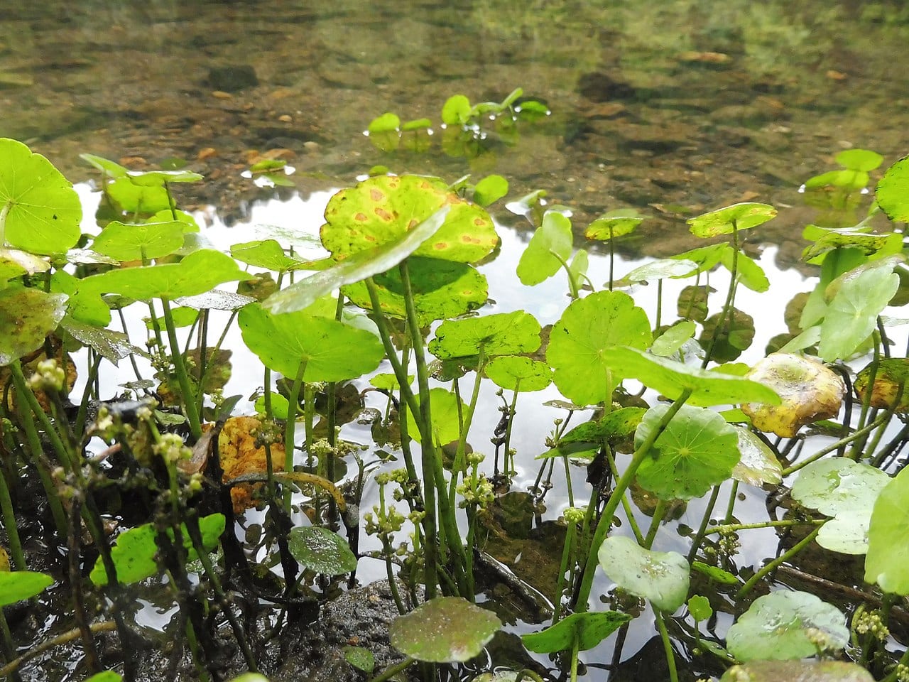 Whorled marshpennywort (Hydrocotyle prolifera)