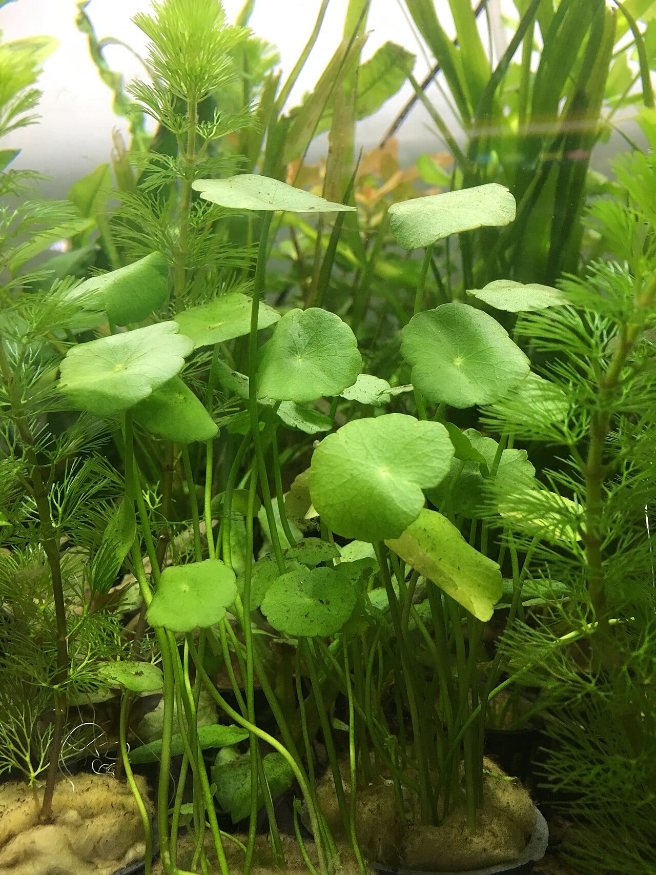 Manyflower marsh-pennywort (Hydrocotyle umbellata)