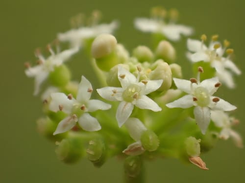 Whorled marshpennywort (Hydrocotyle verticillata var. verticillata)