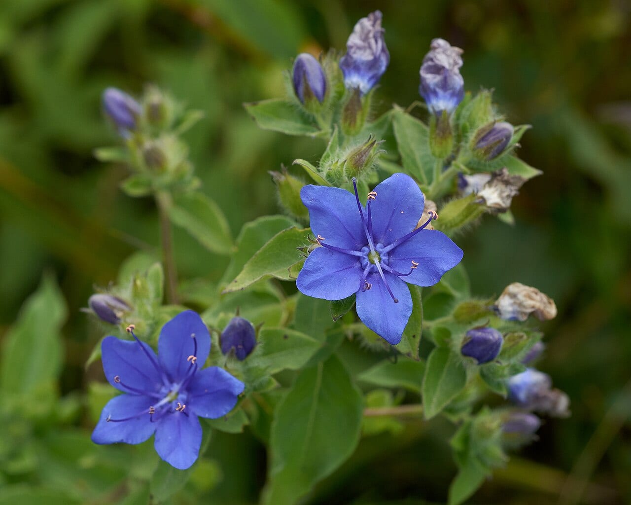 Blue waterleaf (Hydrolea ovata)