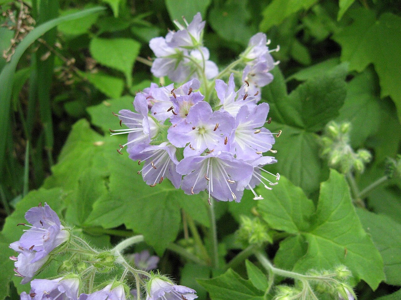 Great waterleaf (Hydrophyllum appendiculatum)