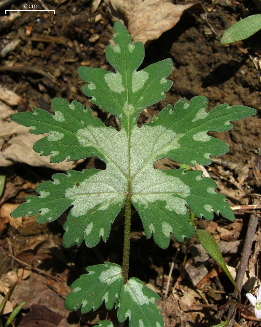 Broad-leaved waterleaf (Hydrophyllum canadense)